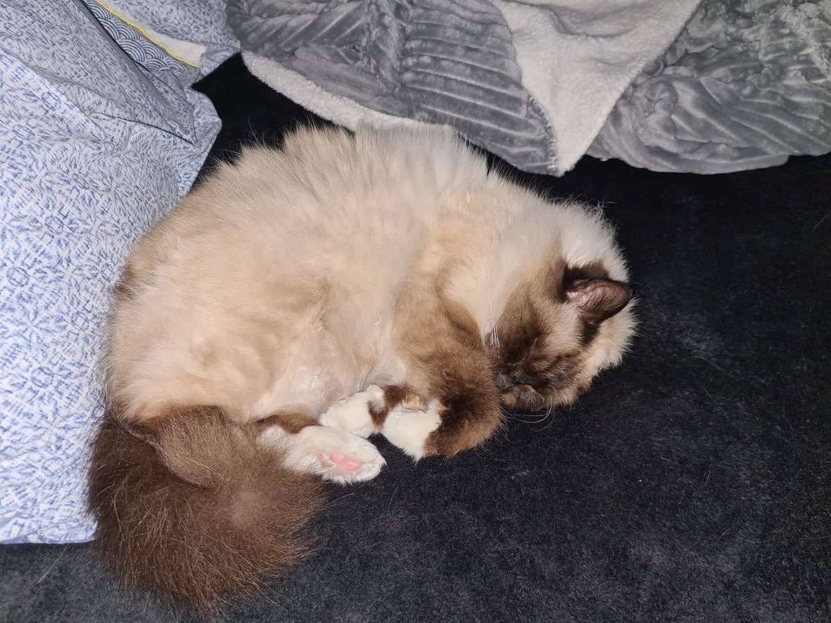 JasperTheBirman's tweet photo. Our sweet Pal #RiPLinus went OTRB 🌈💔😿, it is a sad day for us his Palz, bit esp for his mama &amp; papa.
My boi got extra, extra cuddles &amp; kisses ❤❤ My child, my baby, my soul mate, whom I love to the galaxy &amp; back ❤ Cherish ur babies always.

#CatsOfTwitter #DogsOfTwitter https://t.co/6QpdTMVJrl