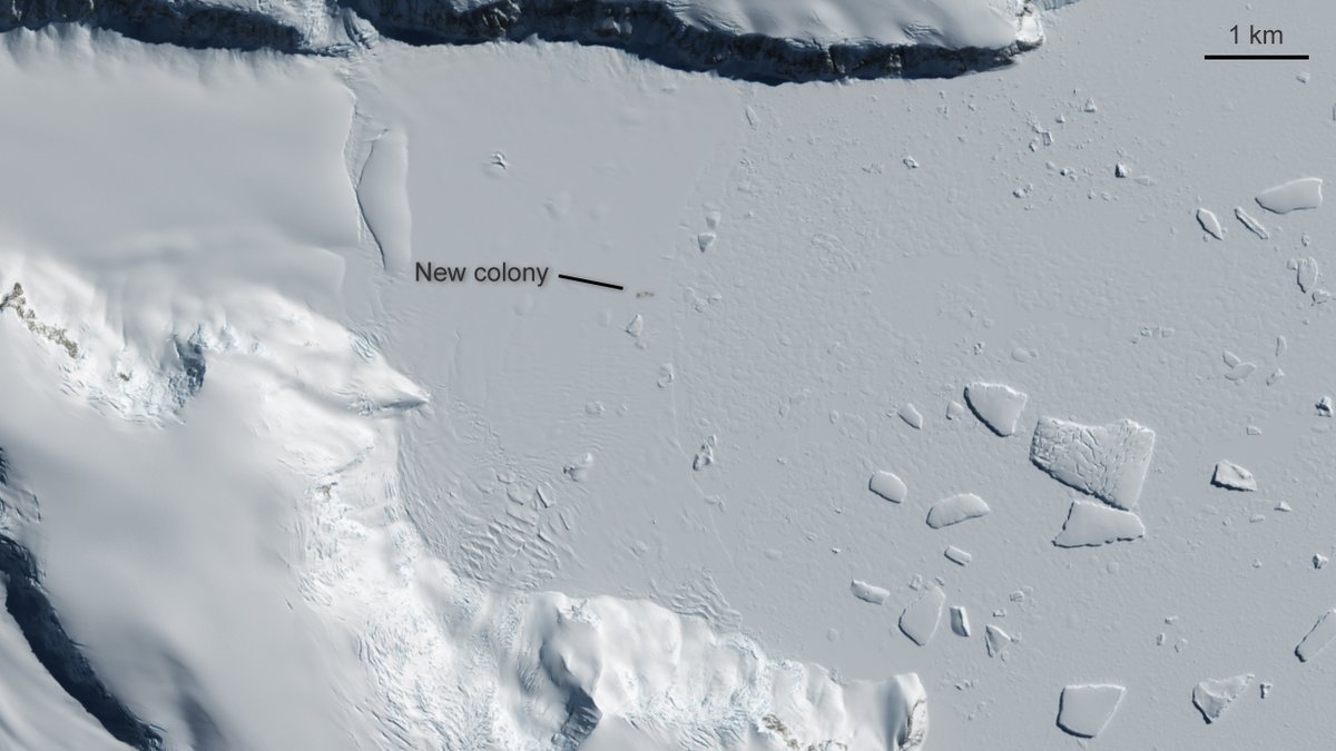 Apparently today is Penguin Awareness Day! To celebrate these cute animals let's look back at when we spot them from space🛰️ Last August scientists used @CopernicusEU #Sentinel2 images to spot new 🐧colonies in Antarctica: esa.int/Applications/O…