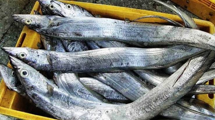 11. Trichiurus savala // Hair tailed fish, ribbon fish // Ikan Layur Kesukaannya oppa oppa koryah inih