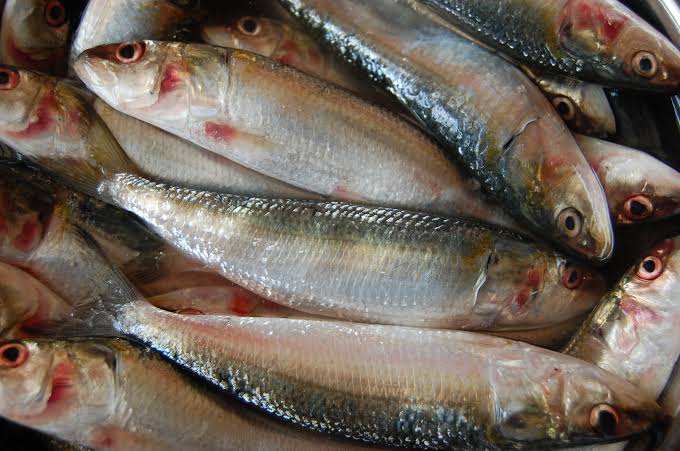 10. Sardinella longicep, Sardinella spp. // Sardines, common sardines // Sarden, Lemuru, LenguruBahan baku ikan sarden kaleng nih..