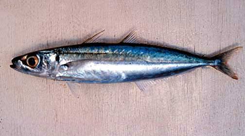 12. Decapterus sp. // Scad // Ikan layang, benggolIni paling banyak dibikin peda.  #SambelNoe varian peda, pake ikan peda dr jenis layang..