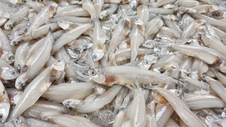 13. Stelophorus spp. // Anchovy // TeriIbu hamil banyakin makan teri basah ya, ini sumber kalsium yg bagus untuk mencegah osteoporosis kelak.