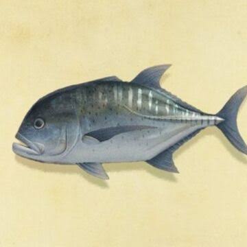 17. Caranx sp. // giant trevally // ikan putihan (Kalo banyak di panasan dia jd iteman)