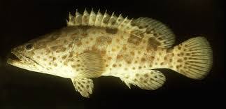 16. Epinephelus sp. // Grouper // Kerapu (pasti dia seneng ngegeng sama temen2 akamsinya)