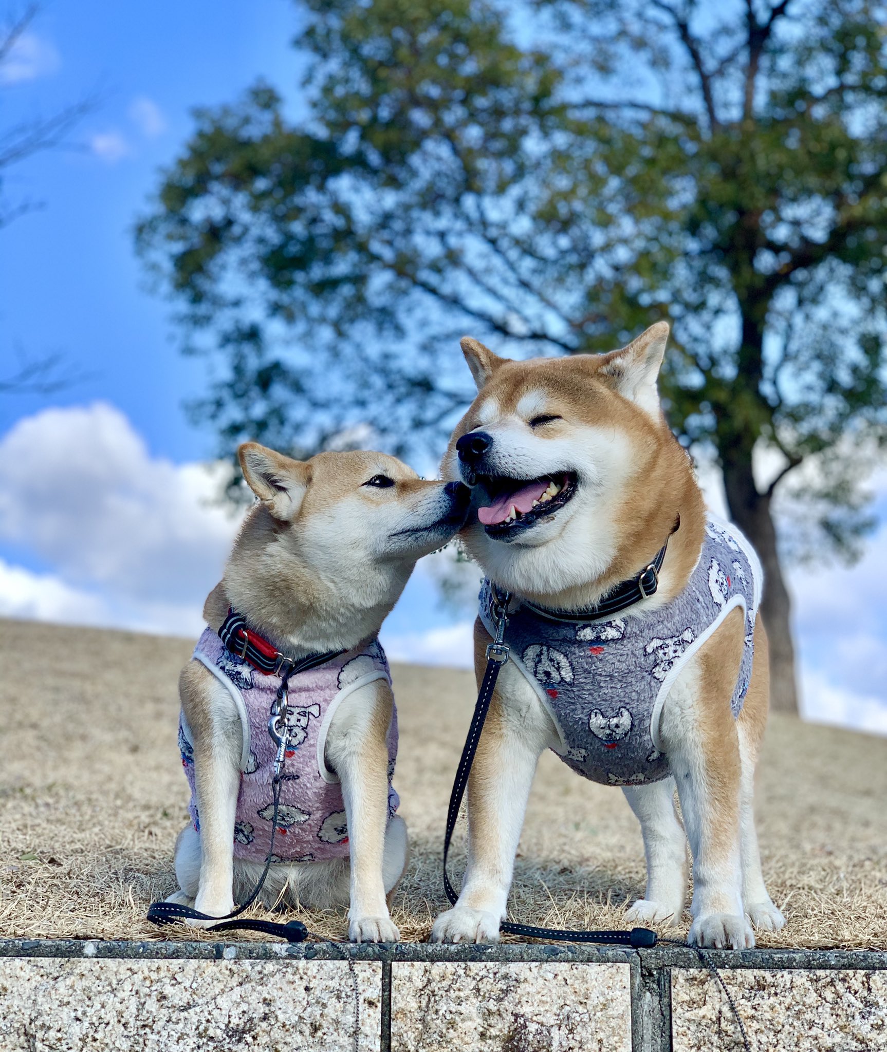 愛犬家同士の助け合い Twitter Search Twitter