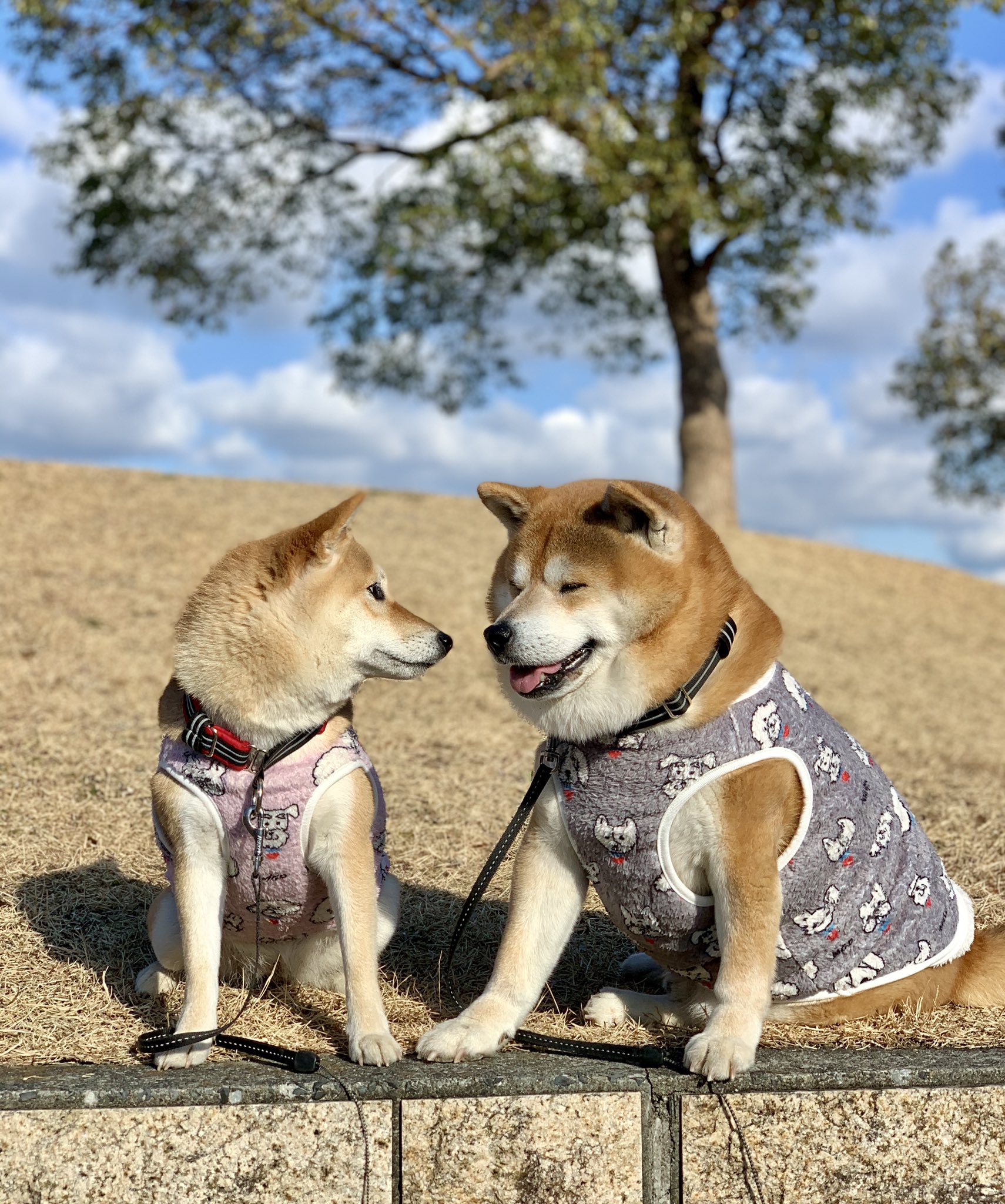 愛犬家同士の助け合い Twitter Search Twitter