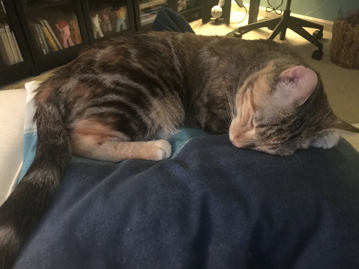 RPR_Agile's tweet photo. Kitten sleeping on the pillow where my laptop should be. #amwriting #oknotreally https://t.co/gZwh58uP8Z
