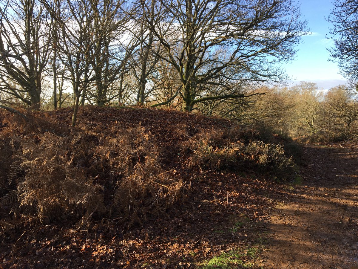 surreyarch's tweet photo. The univallate fort on #Hillbury ridge, #PuttenhamCommon, reputedly #IronAge and later used for (medieval?) stock enclosure and #WWII training, has also had earlier (#Prehistoric or #Roman?) field systems revealed through #LiDAR survey https://t.co/JYZzfkBCTu #HillfortsWednesday https://t.co/3bWLIp34FA