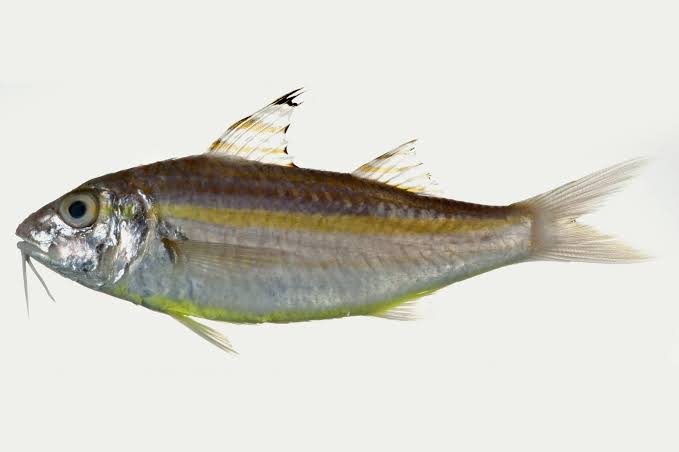 18. Upheneus sulphureus // goatfish // ikan kuniran Cc.  @ndpslmT_T