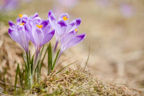 世界の花図鑑さん の最近のツイート 6 Whotwi グラフィカルtwitter分析