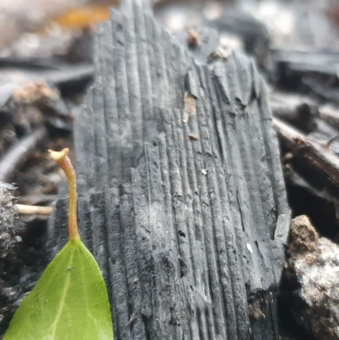 2nd Frampton Cottrell Scout Group tweet media