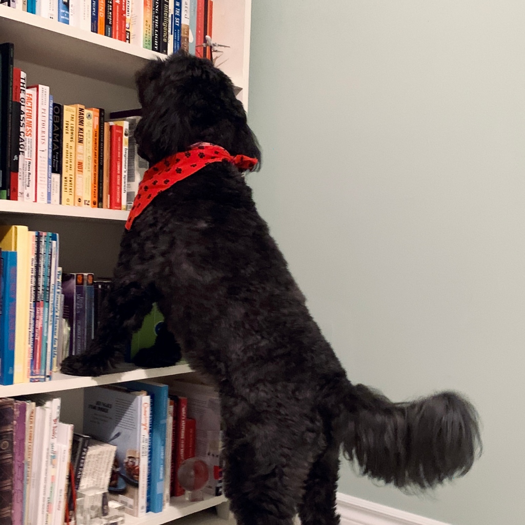 studioqdesigns_'s tweet photo. Meet Winston! He's a very good boy and a great reading and work-from-home buddy.

There are so many awesome design-related books out there, and we'll be sharing some of our favourites with you very soon!

#StudioQDesigns #design #reading #books #dog #puppy #dogsofinstagram https://t.co/e6tut9WMR9
