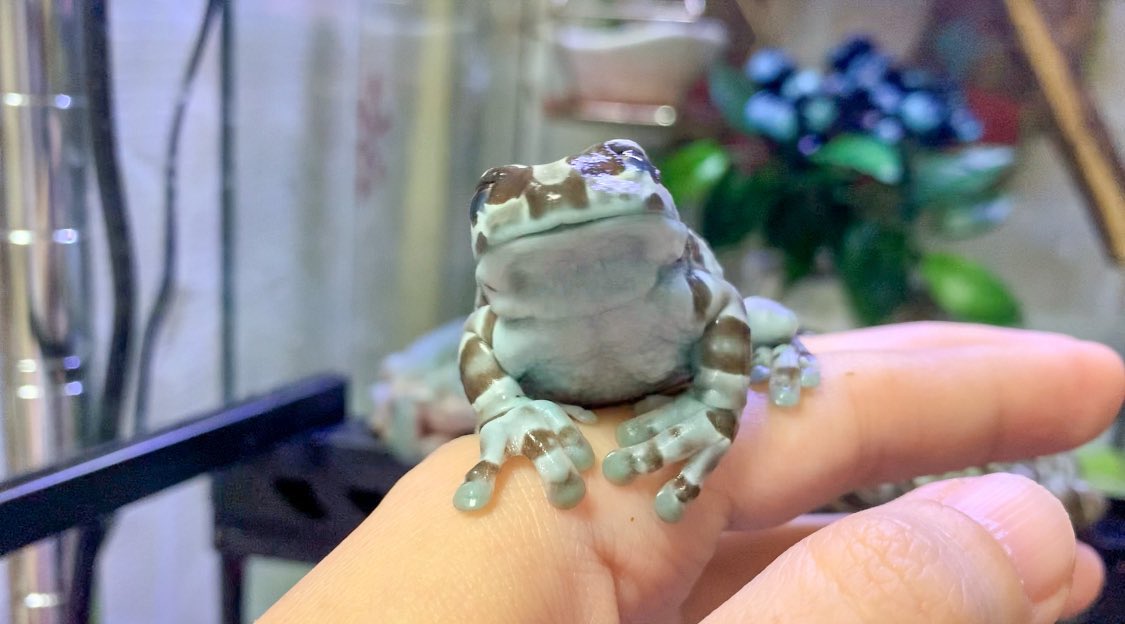 SimpleFrogg's tweet image. On vas essayer de garder ce compte pour faire des critiques des threads intéressant, pas sur que ça dur longtemps mais on vas voir ce que ça donne