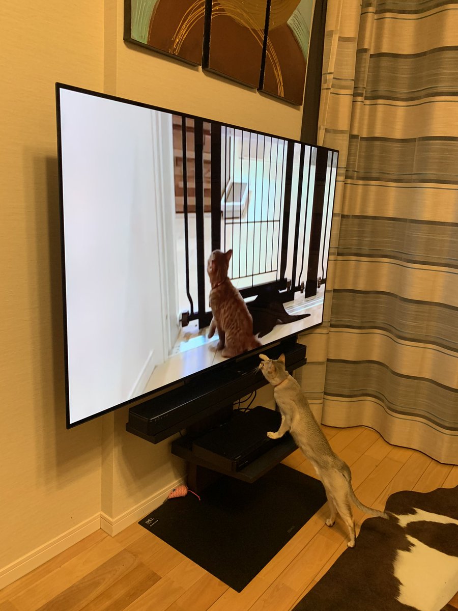 猫 癒し Tvの猫に反応するリアル猫 シンガプーラ ねこ テレビと会話する猫