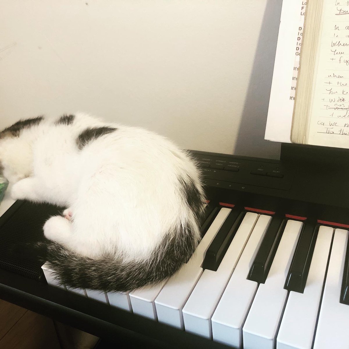 MaddyCartyMusic's tweet photo. She gradually made her way up the piano...guess it’s a vocals day 😂❤️
#studiokitten #workingfromhome #fail #musicianlife https://t.co/TkmjRCV4Ge