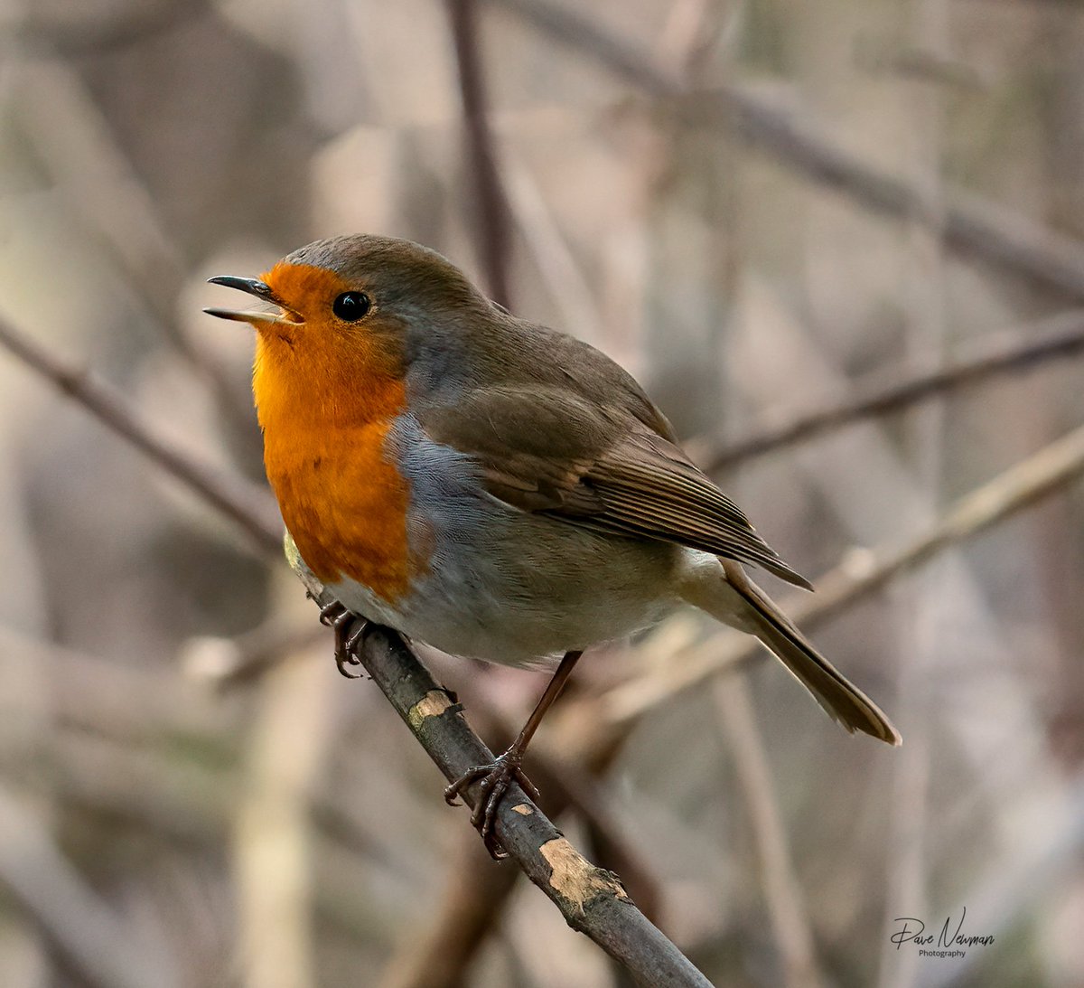 #singing #songs the #robin #TwitterNatureCommunity #TwitterFriends #bird #birds #sleaford #lincolnshire #dullday #SonyAlpha #riverwalks #birdphotography #followme if you love #wildlife without #politics