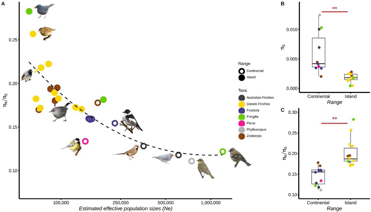 Thrilled to see our study now out in @CurrentBiology 'Island songbirds as windows into evolution in small populations' PDF: cell.com/current-biolog… #NearlyNeutralTheory #MolecularEvolution #SmallEffectivePopulationSize #AdaptivePotential #ConservationBiology #IslandSpecies #Birds