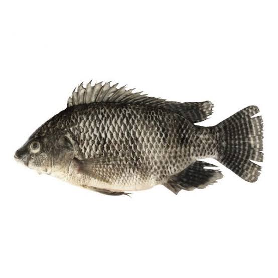 20. Oreochromis nilotocus // Nile Tilapia // Nila