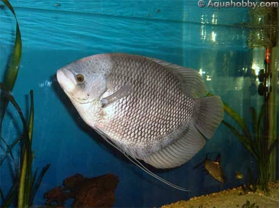 19. Osphronemus goramy // Gouramy // Gurami, gurameIkan ikan apa yg selalu bareng2.. Ikan gurameYa kalo sendirian kan gusepi :((((