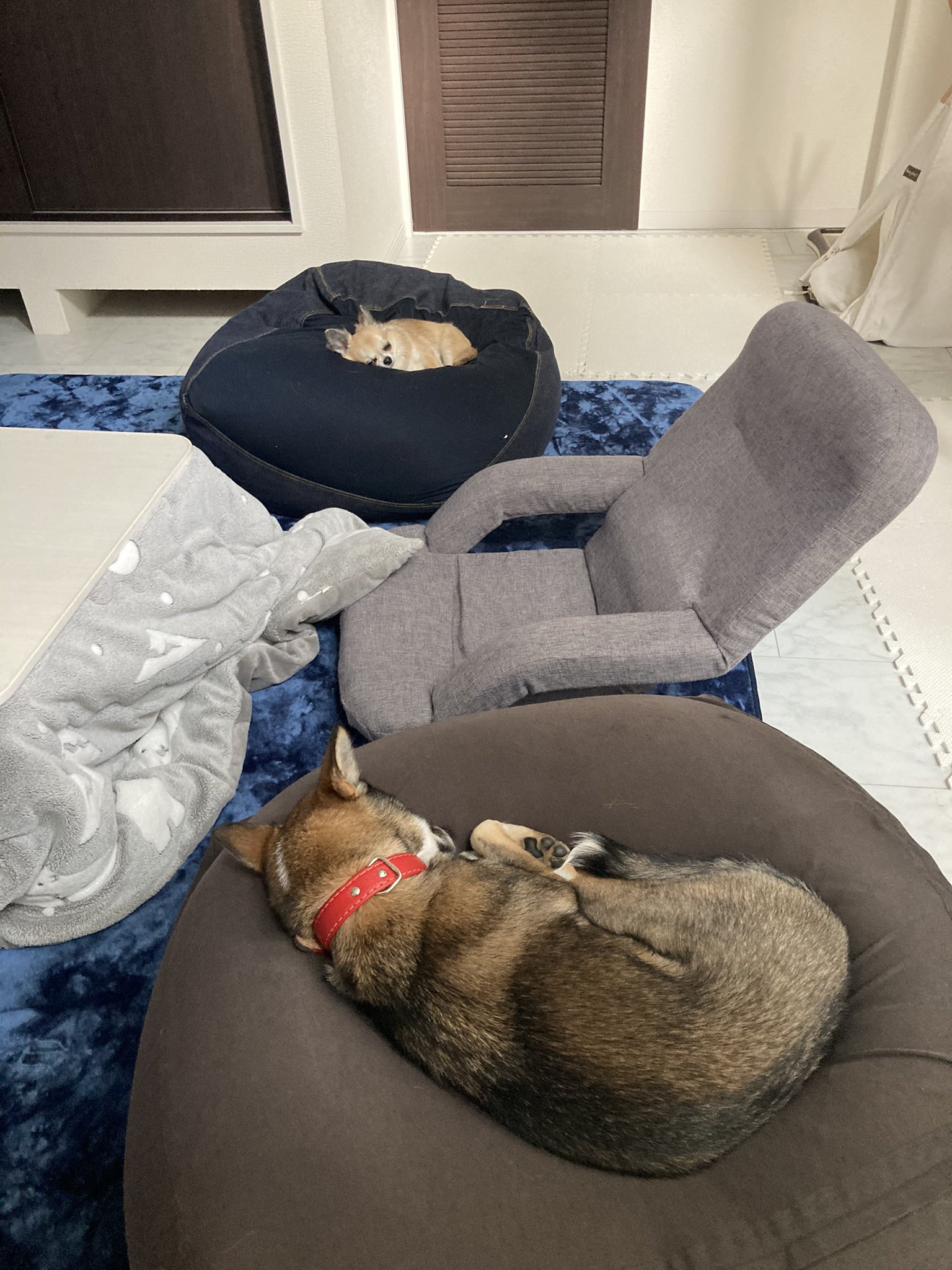 5687 犬にビーズクッション占領されております チワワ チワワ部 ちわわ 雑種犬 四国犬 保護犬 元保護犬 犬 わんこ ワンコ T Co Po8nbxdxmp Twitter