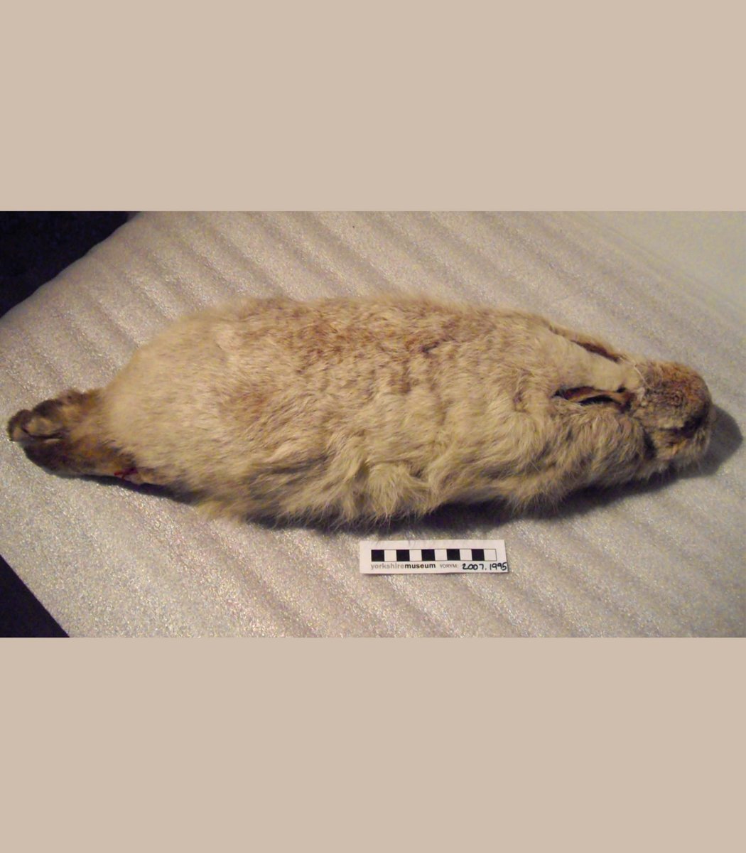 Bridgerton as objects in our collection — a thread @bridgerton