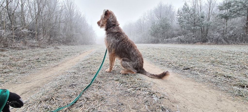 DogAdopted's tweet photo. Foggy walking!
.
.
.
#fog #walking #winter  #love #instagood #photooftheday #cold #nature #photography #picoftheday #dogsofottawa #dogsandcats #dogsarefamilytoo #dogsandpals #bulldogs #dogsofmiami #dogs_of_instagram #dogsofmichigan #bigdogs #dogs #dogsitting #dogsofmn https://t.co/sCKm5wjuag
