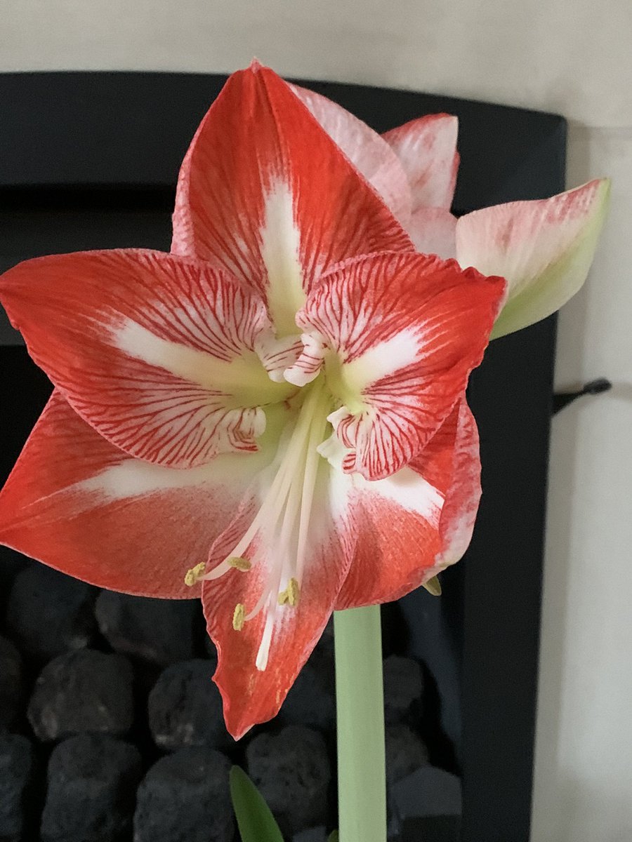 face_collie's tweet photo. Amaryllis Minerva in full bloom. https://t.co/mco4nYyThJ