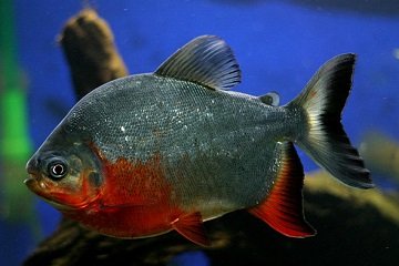 24.  @tsjatiningtyas aku ga terlalu yakin nama ilmiahnya apa, nama dagangnya pomfret, lokalnya bawal. Yg kiri bawal tawar, yg kanan bawal laut. Sering disebut juga butterfish. Dagingnya emang selembut butter sih..