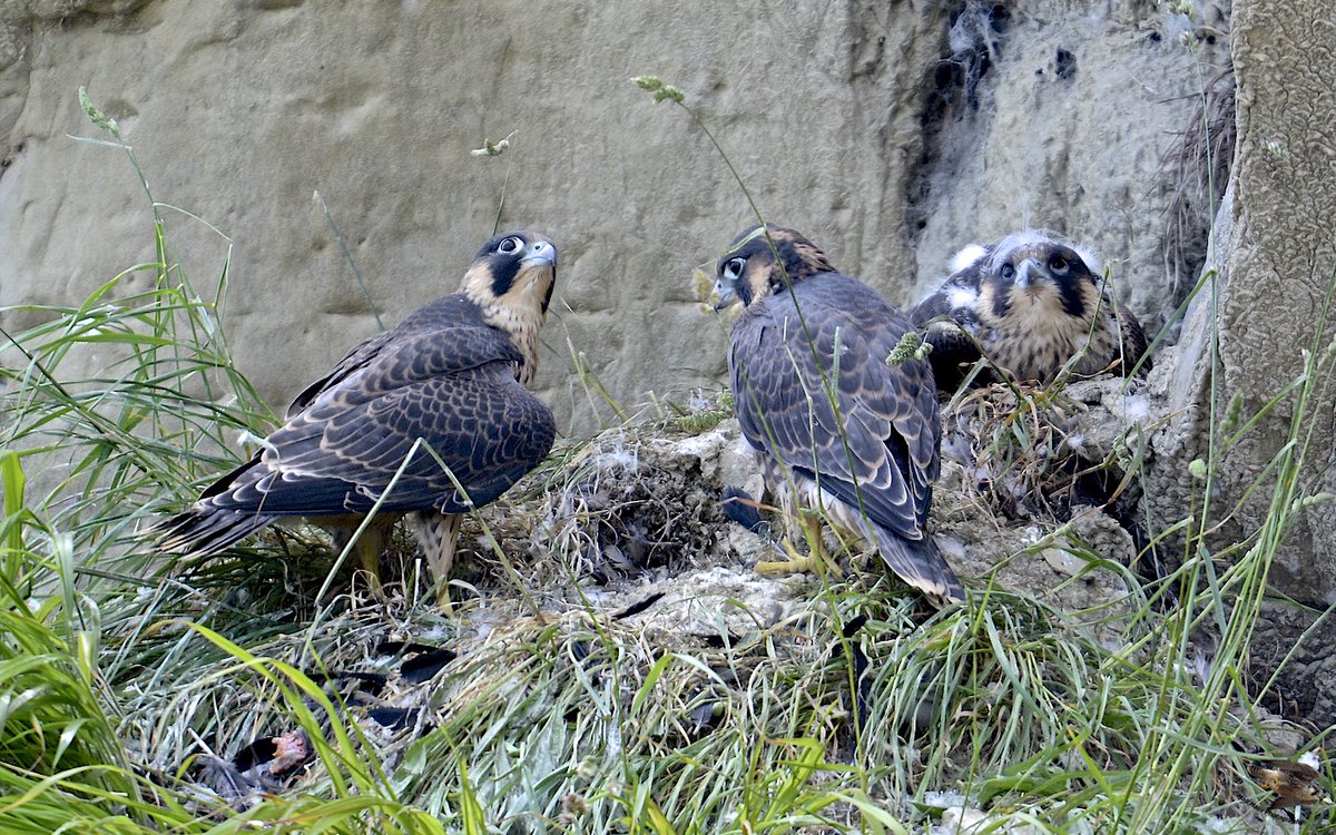 Mali (@malihalls) on Twitter photo #Peregrine #Falcon #juveniles.
#Nature #birds #wildlife #TwitterNatureCommunity #WildlifePhotography #birdwatching #NaturePhotography #birding #raptors #BirdsOfPrey #Peregrine #Falcon #juveniles.
#Nature #birds #wildlife #TwitterNatureCommunity #WildlifePhotography #birdwatching #NaturePhotography #birding #raptors #BirdsOfPrey