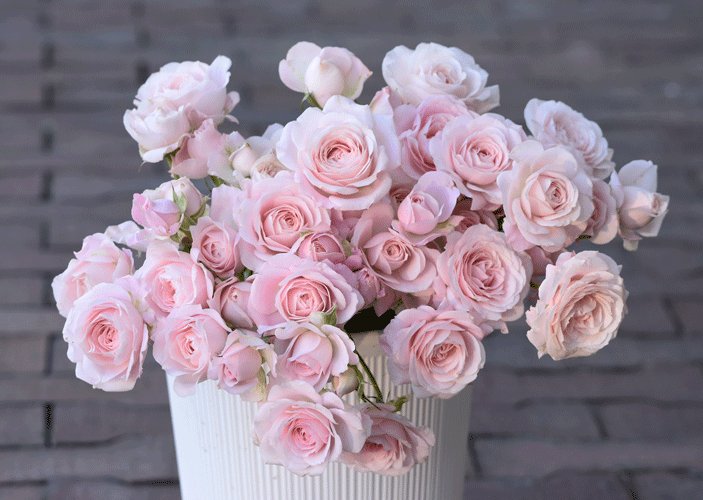 花屋ねこじゃらし 1月日 バラ フェアリーキッス を投稿しました エキサイトブログ T Co J6wiesvxth