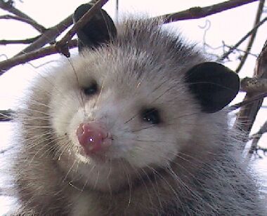 Your train stops here, today.One choice lets you pet the plump possum of reality, one choice sets you beyond the event horizon of a delusion.