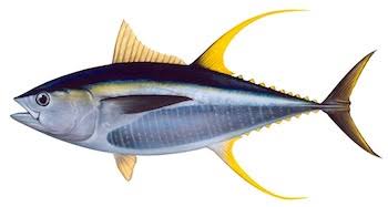 25. Thunnus sp. // Tuna // TunaJenisnya banyak, big eye, yellow fin, yg paling mahal blue fin. Yg superfresh quality dipake buat tuna sashimi. Picnya Thunnus albacares. Yellow fin tuna.