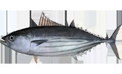 24. Katsuwonun pelamis // Skipjack Tuna, Bonito // Kenyar, Cakalang. Bahan baku katsuwobushi nih