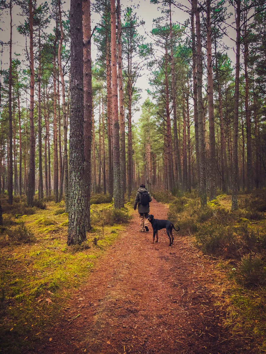 erb_ruth's tweet photo. A walk in the woods #Hike #outdoor #landscape #explore #NaturePhotography #getoutside #adventure #dogsoftwitter #dog #doberman #scotland https://t.co/dh5zVZzgzh