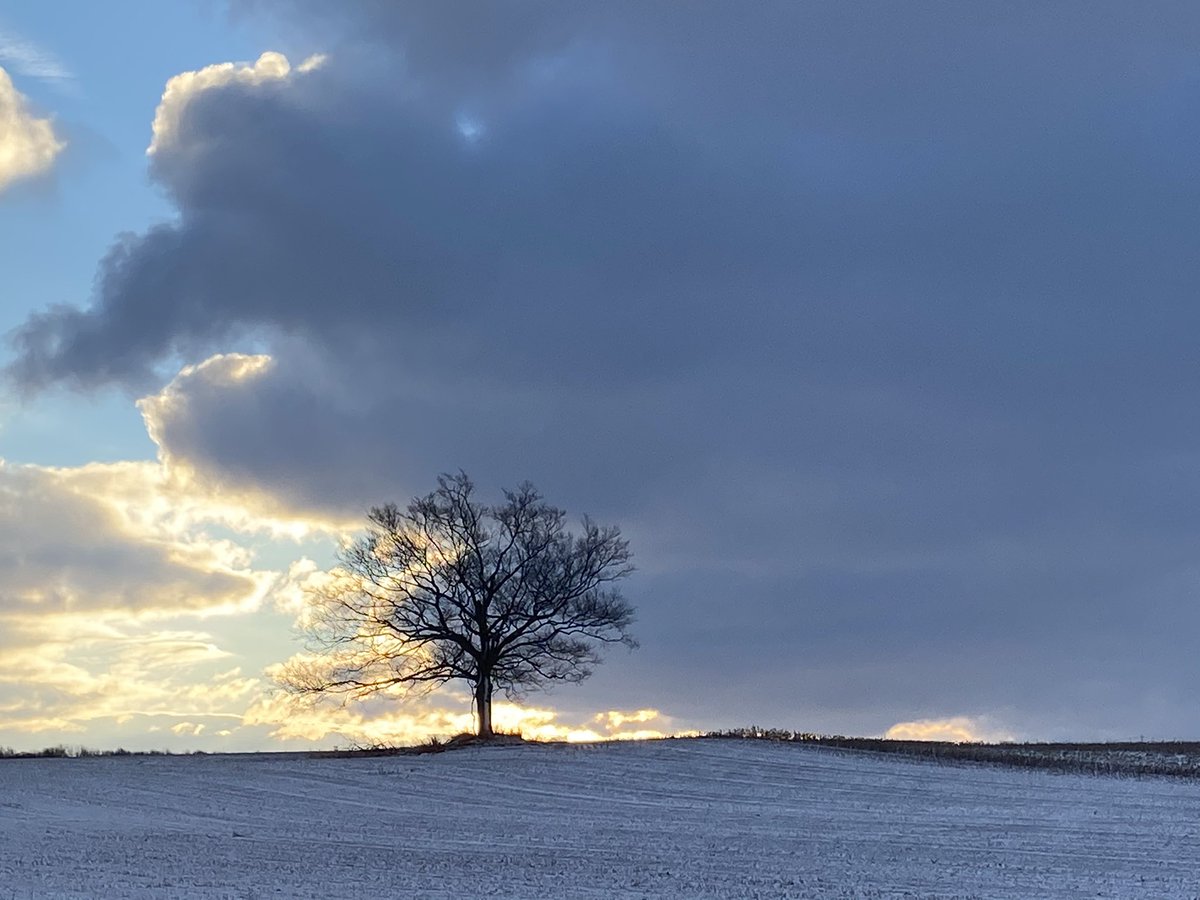 carolzollinger's tweet image. Good morning. #BeTheTree