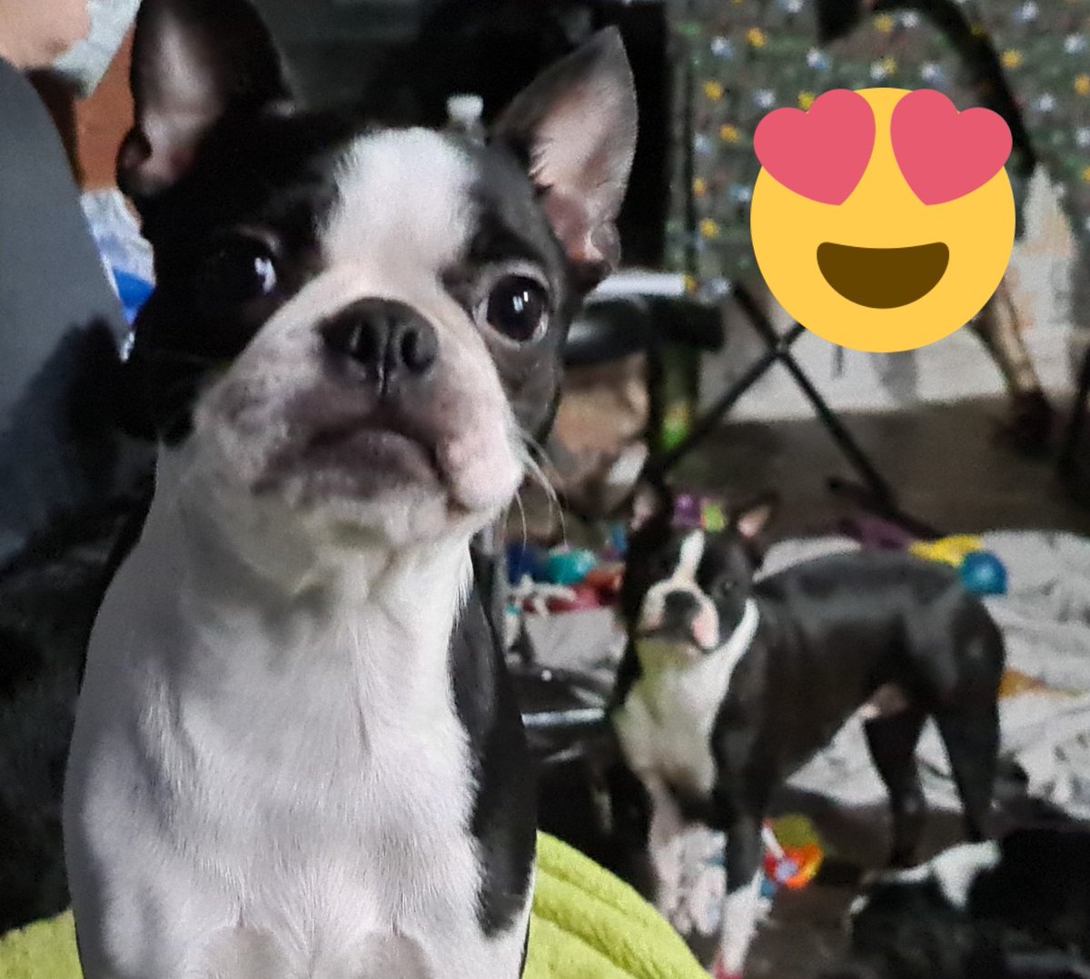 DylanexB's tweet image. My sweet gorls LJ &amp;amp; Rey #bostonterrier ❤🥰😍