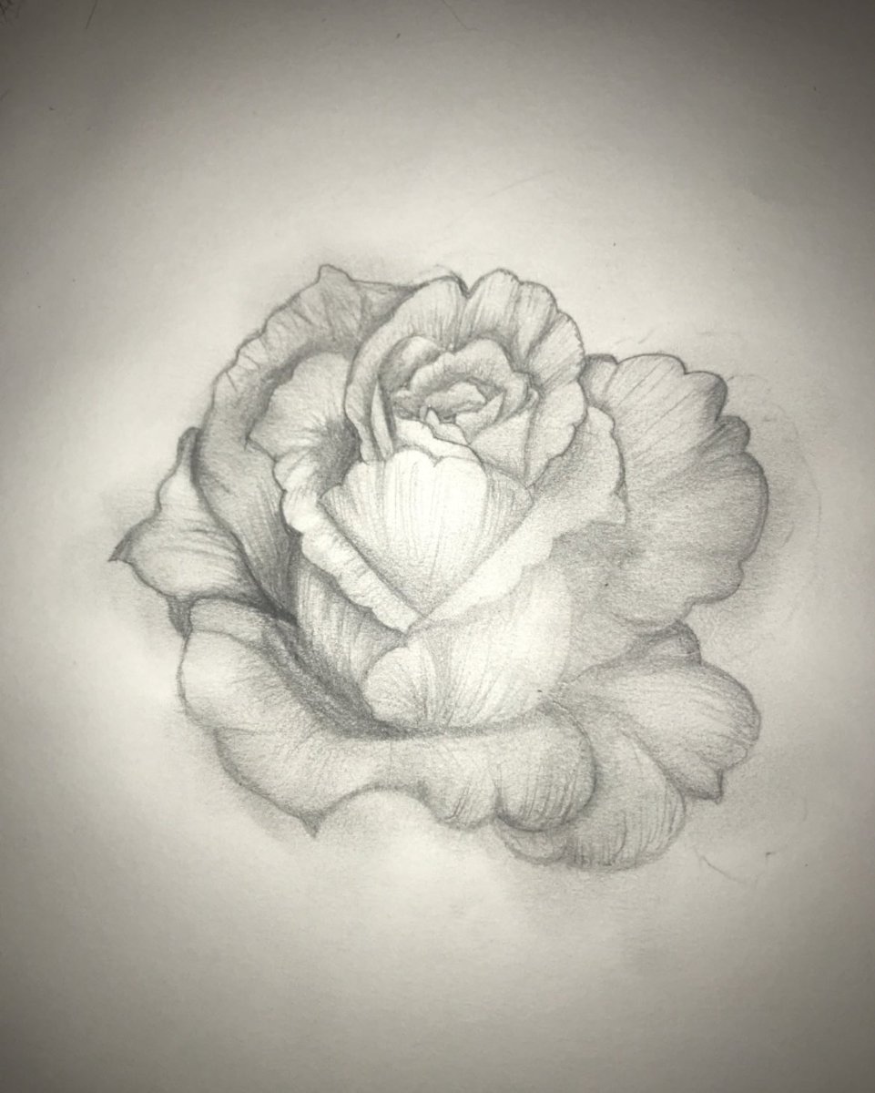 WA_ArtDept's tweet photo. Yr11 student Ilayda’s delicately detailed flower drawing 🌹 #buddingartist https://t.co/10Heu4tz2m