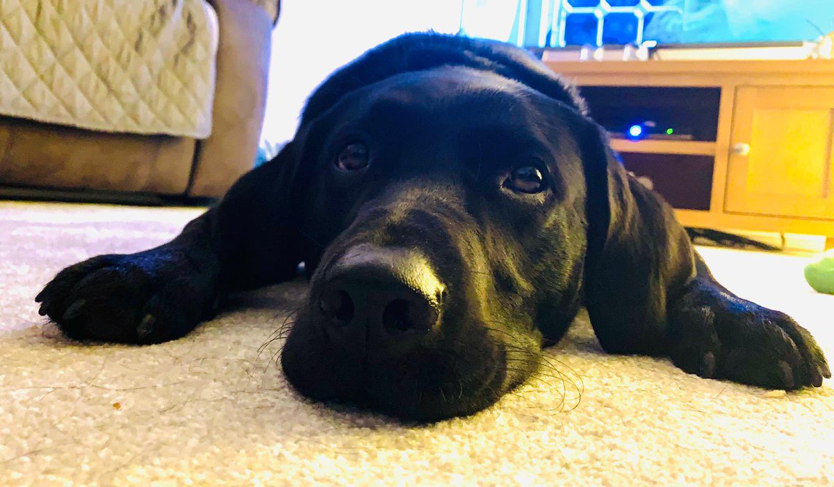 When telling someone with a guide dog they need to sanitise their hands “over there” and take their temperature with the gun “over there” please remind yourself chances are,if we have a guide dog it’s because we can’t see well and maybe add some description to your instructions