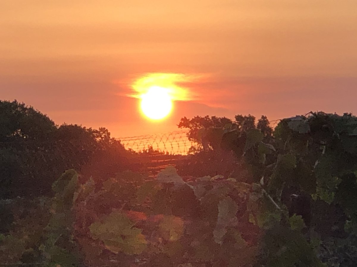FallCreekWines's tweet photo. Sunrise over the vineyards takes our breath away! Where do you like to catch the sunrise?
#texasvineyards #texassunrise #txwine #texashillcountry #locallygrown #locallymade #texaslocal https://t.co/7y8JEYi3Ev