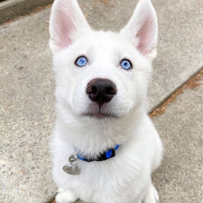 Husky_992's tweet photo. siberianhusky #husky #dogsofinstagram #huskylove #dog #huskylife #huskypuppy #huskiesofinstagram #huskies #huskygram #huskylovers #dogs #puppy #huskynation #huskyworld #huskyphotography #dogstagram #instadog #instahusky #siberianhuskypuppy #huskyofinstagram #doglover https://t.co/rYslqZQpfb