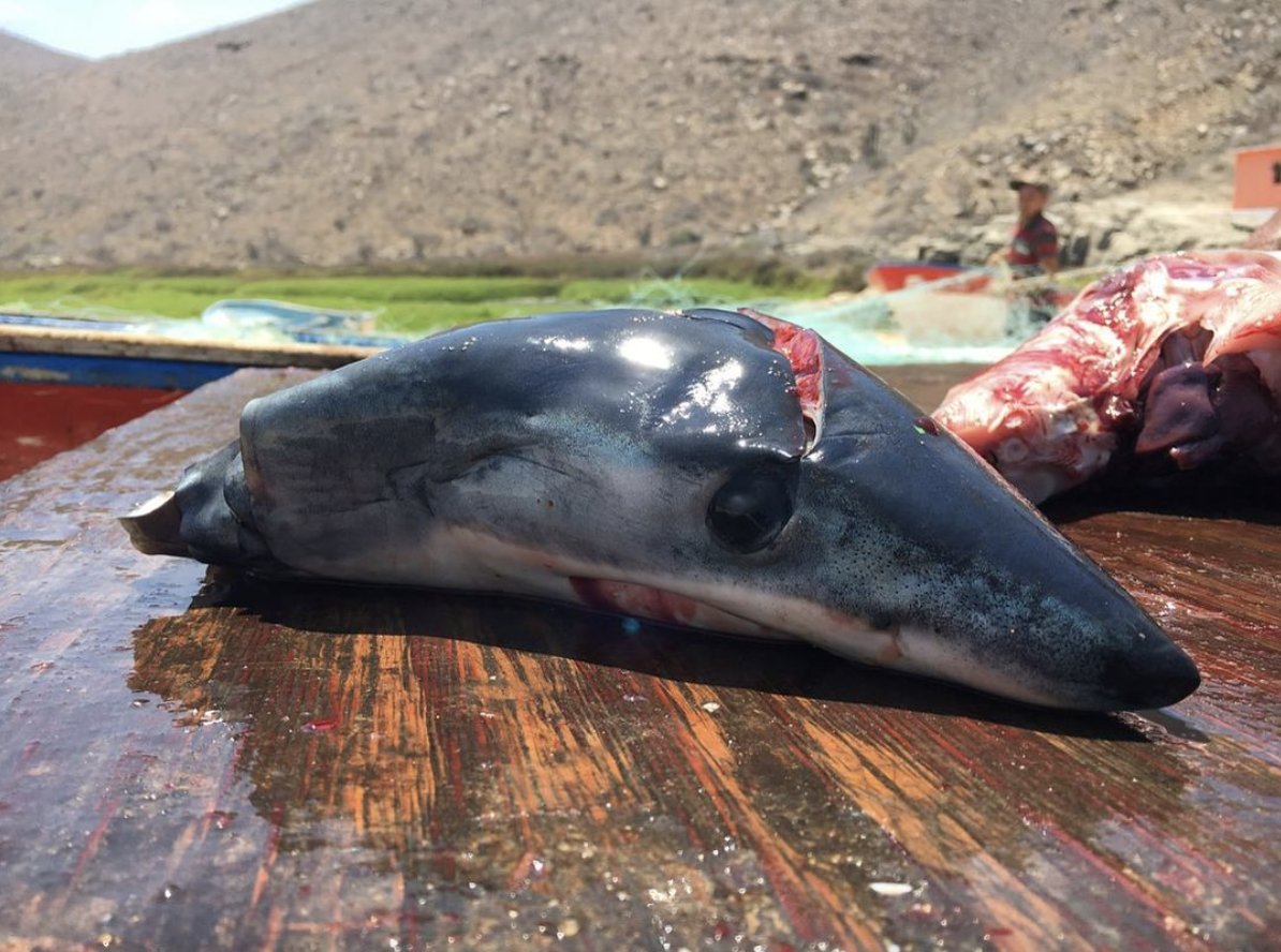 NakaweProject's tweet photo. We must all do our part to educate ourselves and speak up for these species that otherwise do not have a voice!
#BeTheirVoice #TellTheirStory #BeTheChange #Threatened #IUCNRedlist #GameOverFishing #Sharks #Oceans #Conservation
Photo @RegiDomingo https://t.co/aLwp9EpTCW