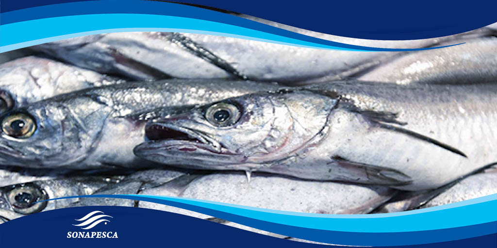 La Pesca Ilegal es el principal problema para la sustentabilidad de la merluza común. Incluso este delito genera utilidades por más de US$ 300 millones. Aquí Revisa nuestro decálogo contra la pesca ilegal👉sonapesca.cl/pesca_ilegal/