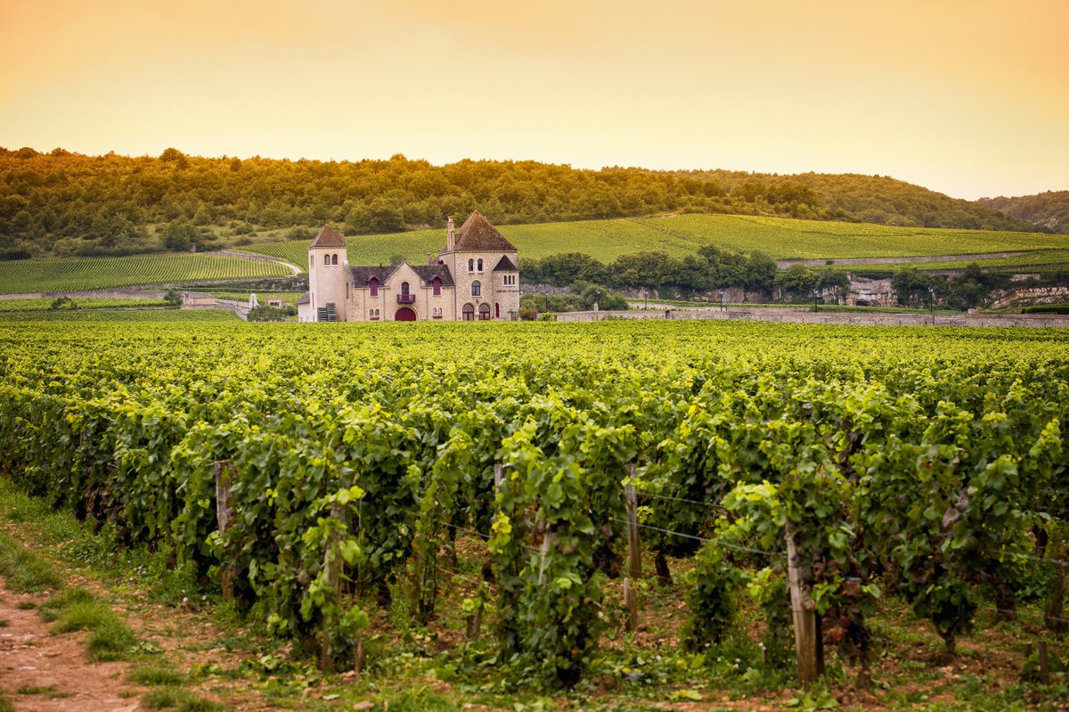 CultWinesUK's tweet photo. Our team of experts will be hosting a unique insight into investing in #Burgundy wine. 

Sign up to join our region-specific webinars: 

#UK: https://t.co/HlUBgfw8KR
#Asia: https://t.co/WmIVYZTHqQ
#US &amp; #Canada: https://t.co/kZflfDbsKR https://t.co/bVxUcSkzaW