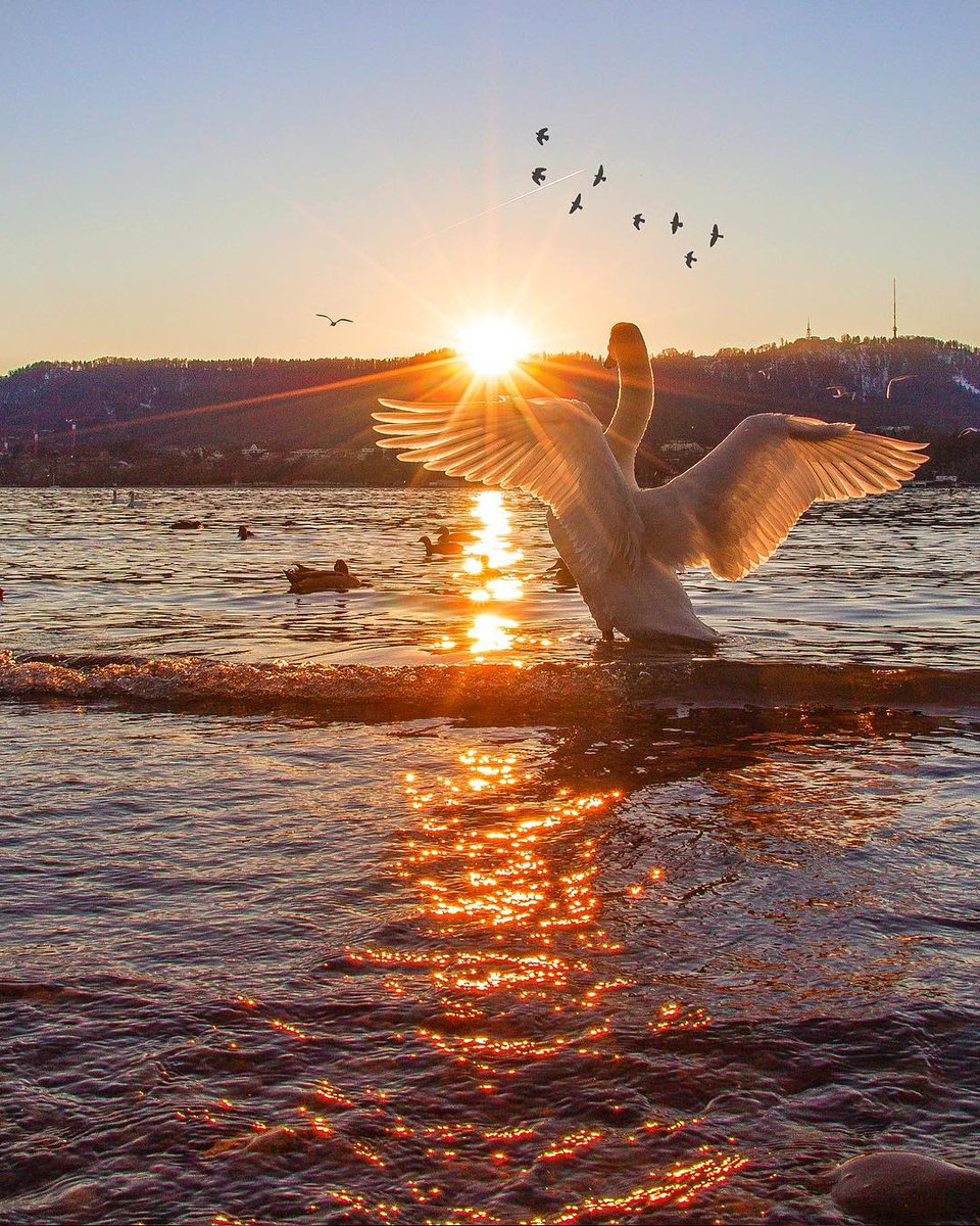 Einen Spaziergang am Zürcher See entspannt die Seele! 
IG:<a href="/kardinalmelon/">ömer kayıhan</a>