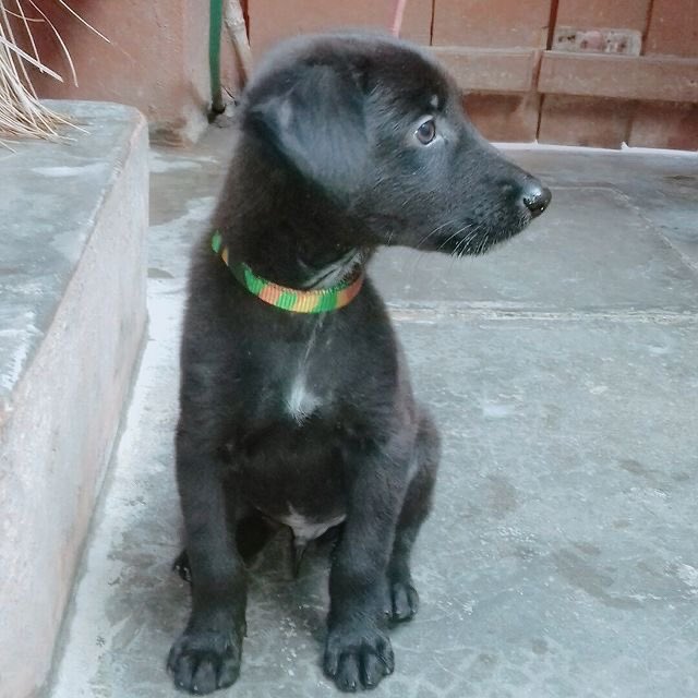 saywoofofficial's tweet photo. He is Tiger
❤️👉🐕
(Ig:@karoti__ji)
#dog #doglover #doglovers #saywoof https://t.co/jp87HSFLuE