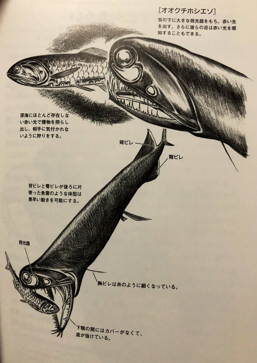 結城尚 昨日の深海生物を語っていきます え それだけ聴くと銃につけるの オオクチホシエソです 赤外線スコープをして餌を探すよう 赤い発光器で獲物を探して相手からするとなんで という事になる 深海での工夫した生活 深海生物 深海 見たら