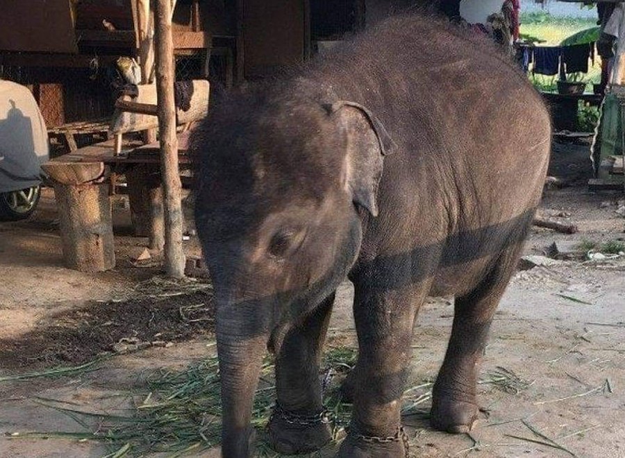 GentleNon's tweet photo. This is how many baby elephants spend their lives... It's time for a change.

Please help Gentle Giants find a new way of life for both elephants &amp; humans. 

https://t.co/B0HfvBl4pk

Please share to help open hearts &amp; open minds 💜🐘

https://t.co/YiwrCe1j3w

#whendoesitstop https://t.co/G2U5C8F9wm