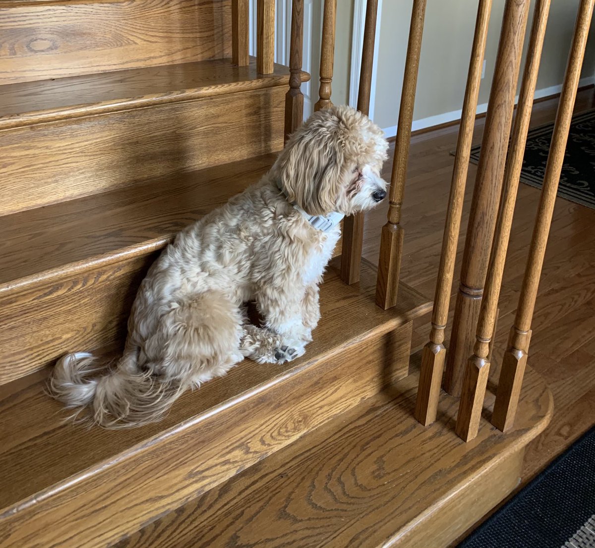 Shellsyeah81's tweet image. The hubs has been on duty A LOT this week &amp;amp; it’s hit our pup hard! She’s still adjusting to #linelife Literally waiting at the door &amp;amp; looking out the window for him! ❤️ #mansbestfriend #linedog #linewife