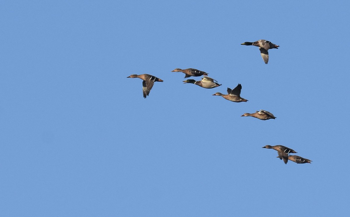 DaveyManMcG's tweet image. I&apos;ve been rather remiss with my wildlife blogging of late - must try harder. Hope you like this one lalows.blogspot.com/2021/01/mixed-… #WildBlogs #Blackpool #FyldeFuture #NorthernGreenhouse