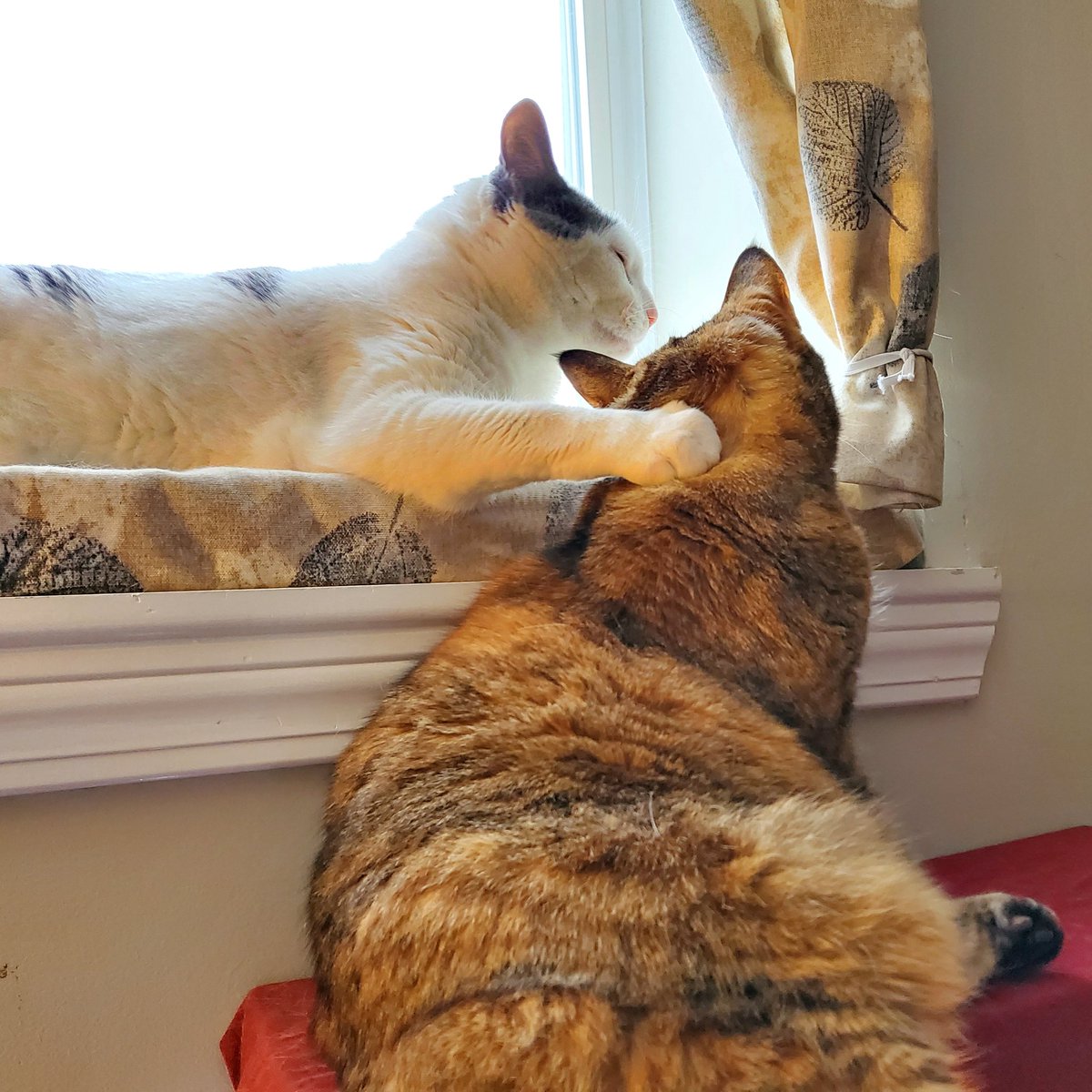 katenauthor's tweet photo. Mutual grooming to look their best for the Inauguration.
#dailycat #workingwithcats #workingwithpets https://t.co/IbXmf0npqM